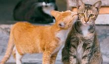 抖音上搞笑的话 抖音搞笑段子文字