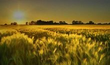 描写自然风光的句子