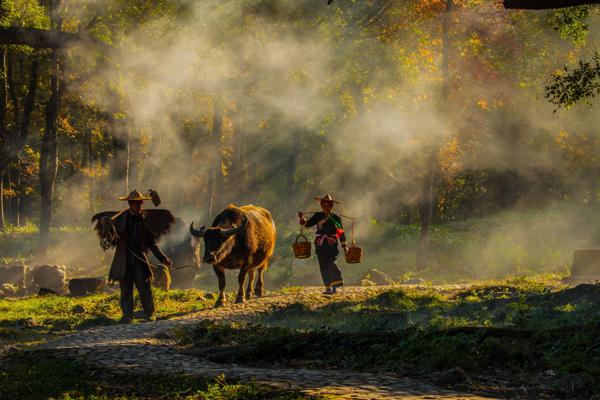 从明天开始关心粮食和蔬菜