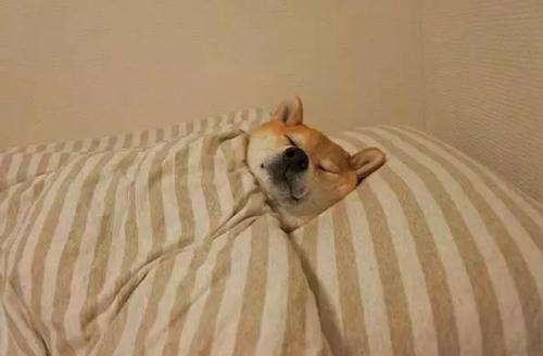 编辑编辑了一些描述快乐睡眠的句子