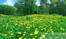 描写春天的景色的短句