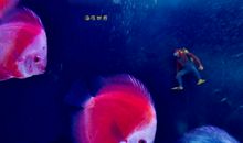 羡慕鱼儿自由朋友圈说说