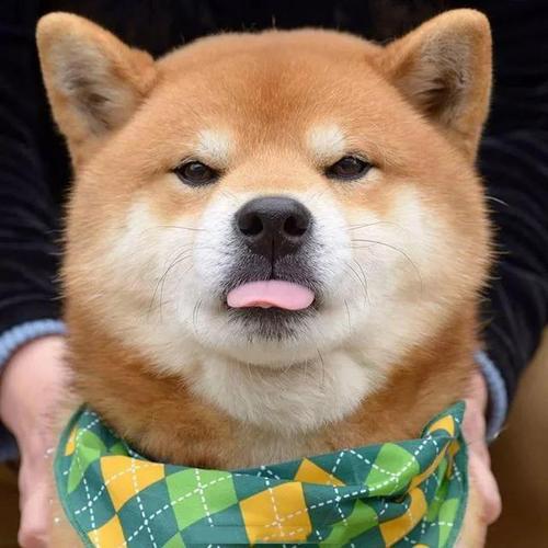 为了获得快乐的生活