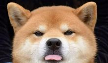 很开心的幽默句子