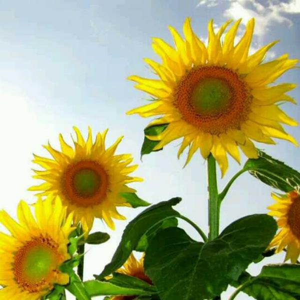 小编整理了一些关于关于亲情的高级复杂英文句子