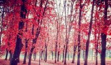 优美古典的句子 古典说说心情