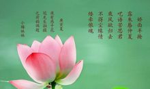 有哪些描写荷花的诗句