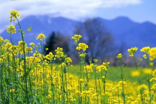 描述快乐的句子是什么