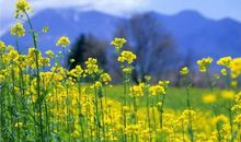 开心的长句子说说心情