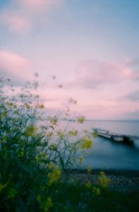 叶子不是整天都是黄色的