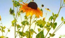 超长适合发说说的励志