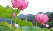 有关描写荷花的诗句