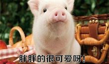 调侃自己胖的幽默说说