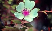 美到心碎的散文句子