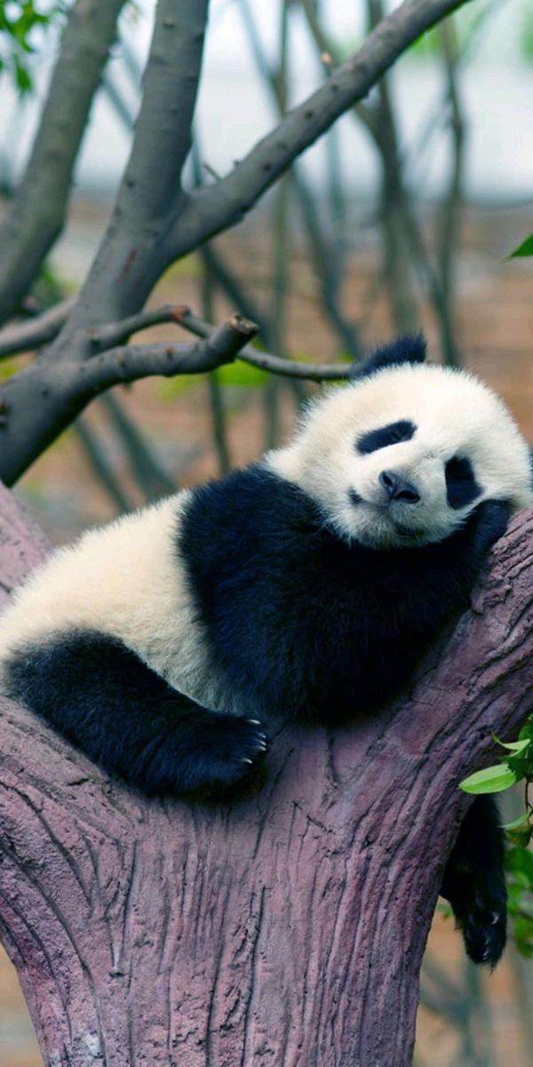 就像几个亲密的姐妹挤在一起