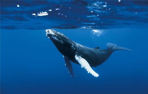 大海有时像咆哮的老虎