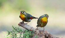 相思的抒情句子