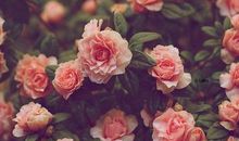 关于劝人开心的句子