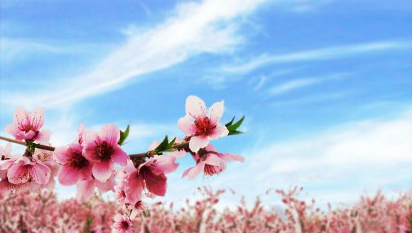    桃花歌词  1的句子