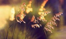 形容亲情的句子集锦