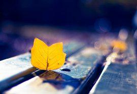 情感句子是什么