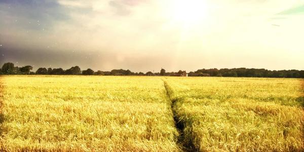 让我们看一下编辑器组织的表达幸福的句子