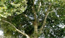 描写梧桐树的诗句