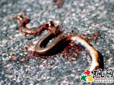   孕妇梦见杀死蛇