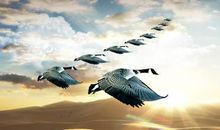 描写团队精神的句子