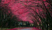 春暖花开心情美好的句子