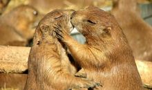 简短低调秀恩爱的优美句子 腻死别人的情话