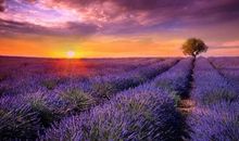 你说的话让我心疼