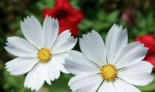 有关思念亲情的英语句子间隔