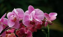 关于兰花的优美句子