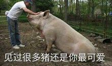 总有一天你会是我儿子的妈妈 搞笑的表白句子