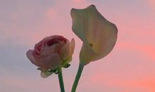 对爱失望放手的句子