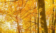 秋季天气变化问候短信幼儿园