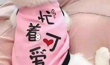 道晚安的可爱小句子 特别可爱的晚安句子