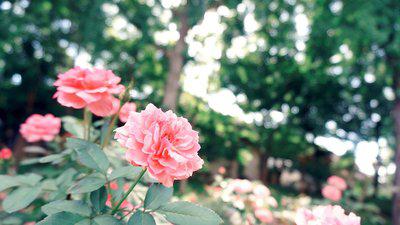 最大的幸福就是将自己的精神力量奉献给他人