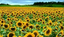 描写国庆节的优美句子 欢度国庆节的佳句