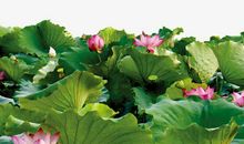 描写荷花荷叶的好段