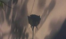 感恩母亲最朴实的句子