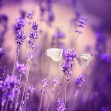    薰衣草的美丽句子  1