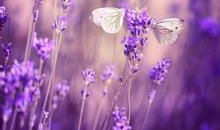 薰衣草的优美句子