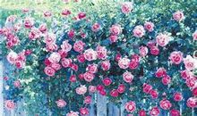 描写蔷薇花的句子