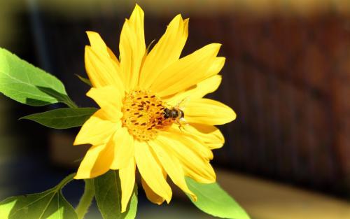 我希望每个人都喜欢  1