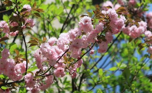 唐河的两岸变成了春装