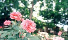 感恩的优美的句子