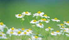 形容亲情伟大的优美句子