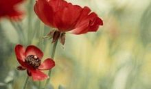 感恩回报社会的句子